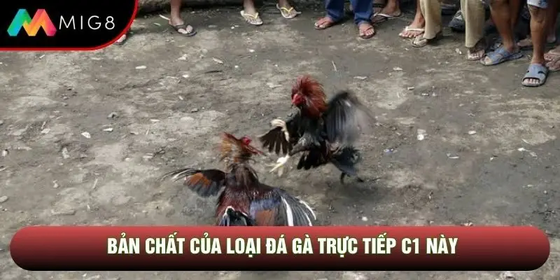 Bản chất của loại đá gà trực tiếp C1 này