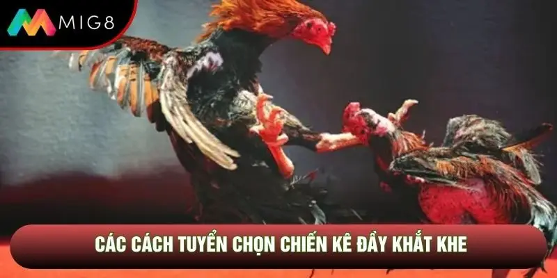 Các cách tuyển chọn chiến kê đầy khắt khe