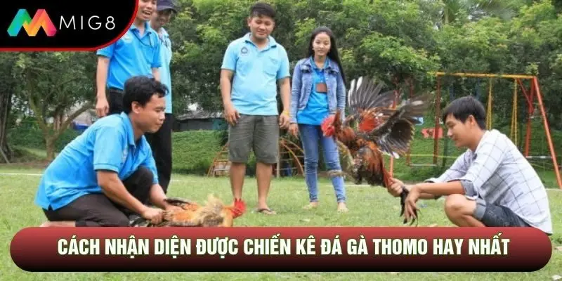Cách nhận diện được chiến kê đá gà Thomo hay nhất