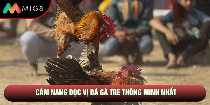 Cẩm nang đọc vị đá gà tre thông minh nhất
