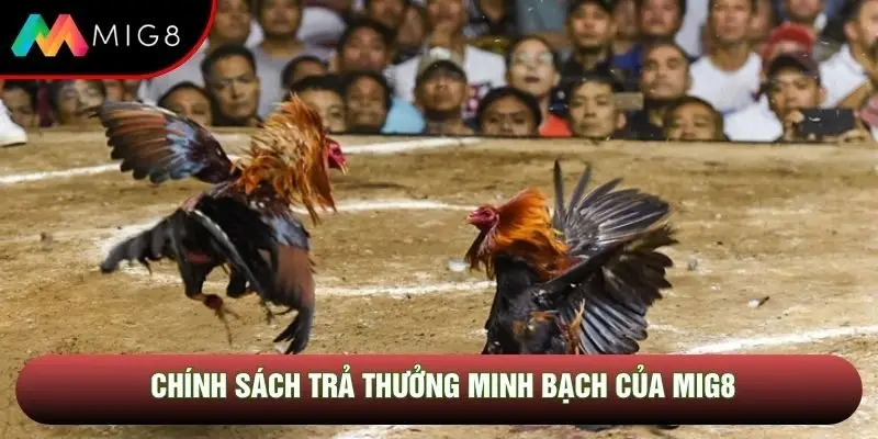 Chính sách trả thưởng minh bạch của Mig8