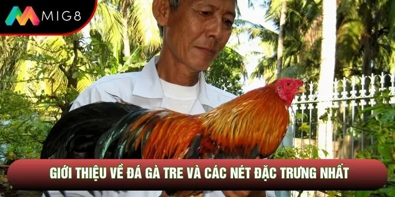 Giới thiệu về đá gà tre và các nét đặc trưng nhất