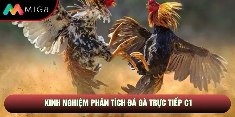 Kinh nghiệm phân tích đá gà trực tiếp C1