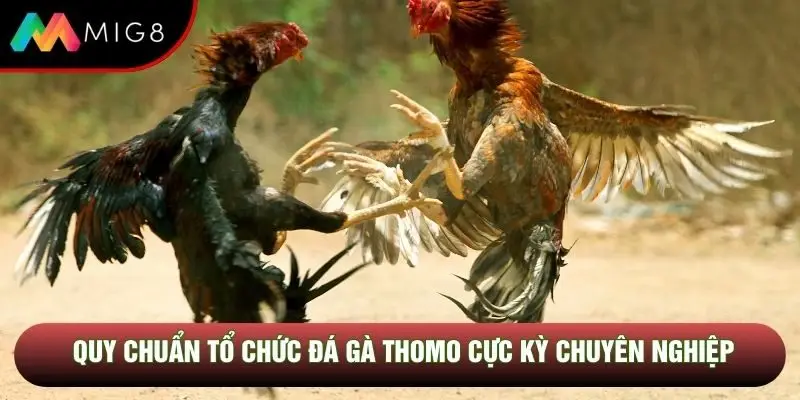 Quy chuẩn tổ chức đá gà Thomo cực kỳ chuyên nghiệp