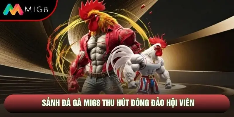 Sảnh đá gà Mig8 thu hút đông đảo hội viên Sảnh đá gà Mig8 thu hút đông đảo hội viên