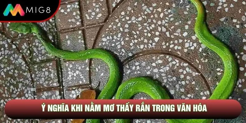 Ý nghĩa khi nằm mơ thấy rắn trong văn hóa